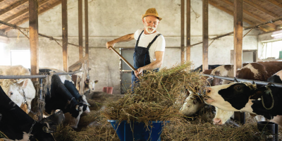 ag-banking-cows ag-banking-cows