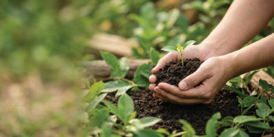 seedling seedling